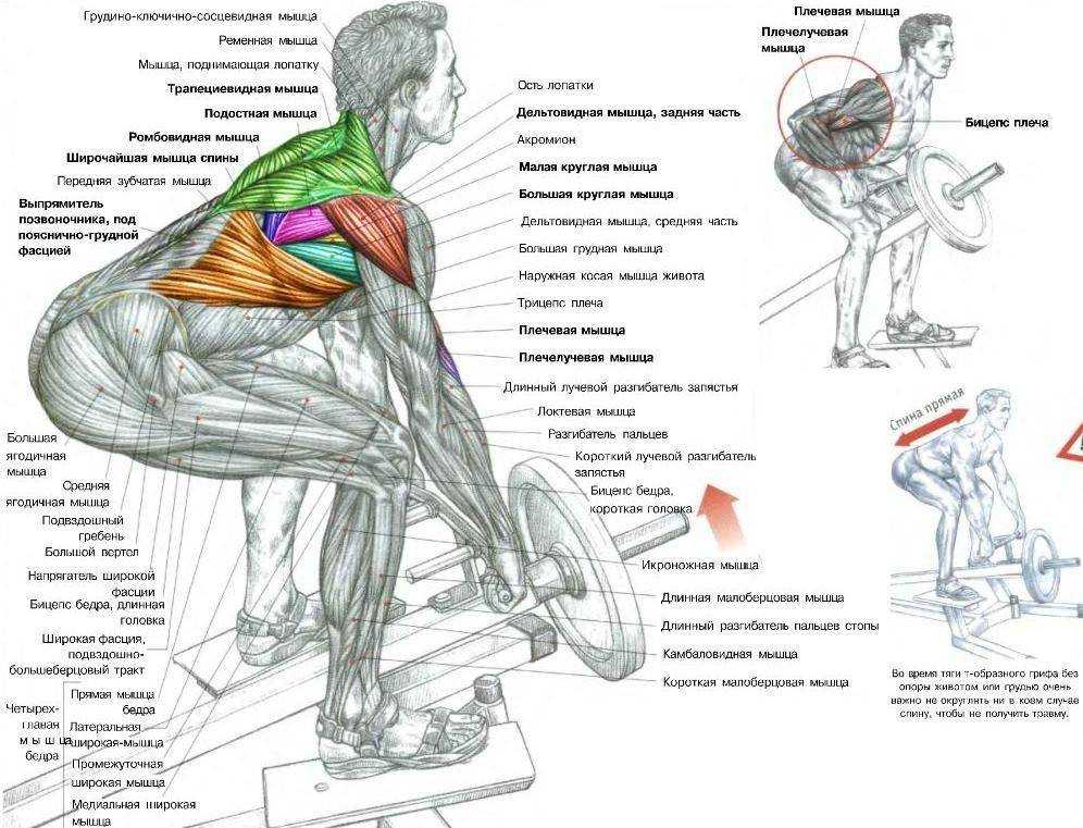 Как накачать широчайшие мышцы спины: топ 4 упражнения и вариации