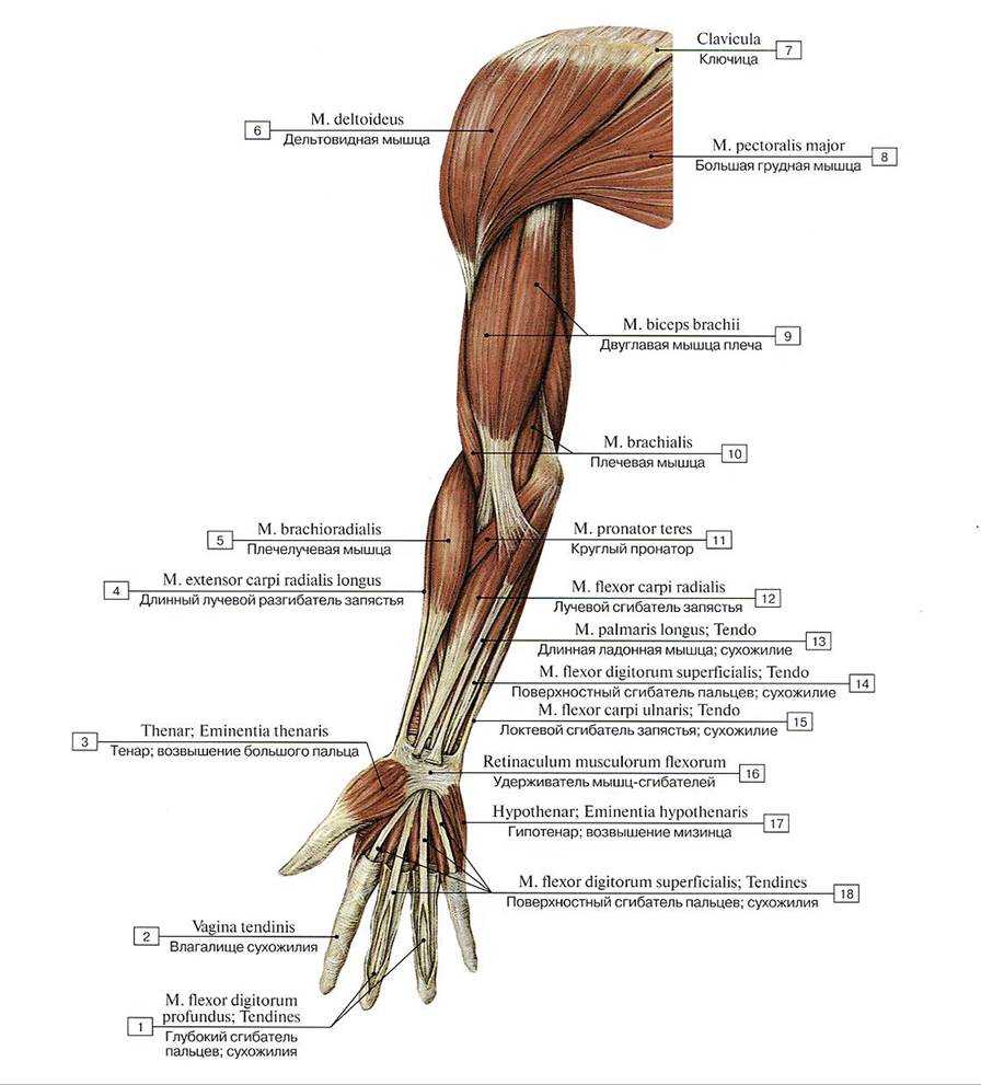Анатомия и строение мышц рук    
анатомия и строение мышц рук