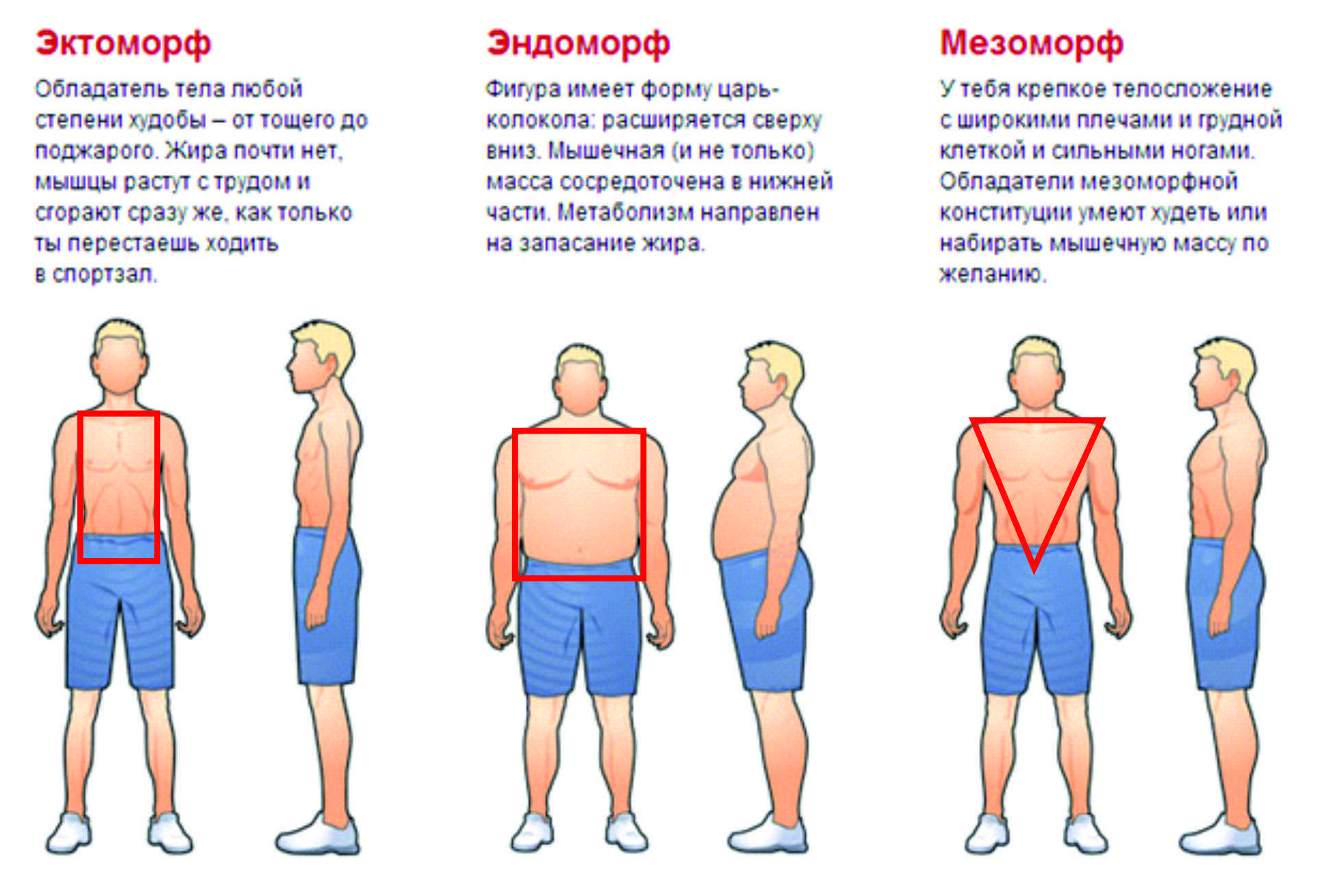 Тип телосложения: эктоморф, мезоморф, эндоморф    
тип телосложения: эктоморф, мезоморф, эндоморф