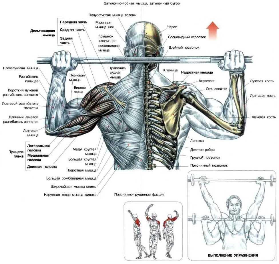 Жим штанги стоя на плечи техника