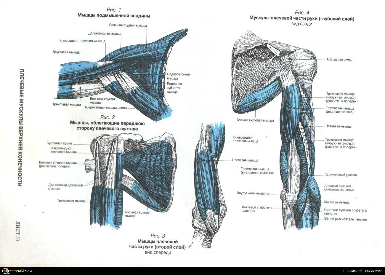 Почему важно тренировать клювовидно-плечевую мышцу Лучшие упражнения для клювовидно-плечевой мышцы Функции и расположение клювовидно-плечевой мышцы