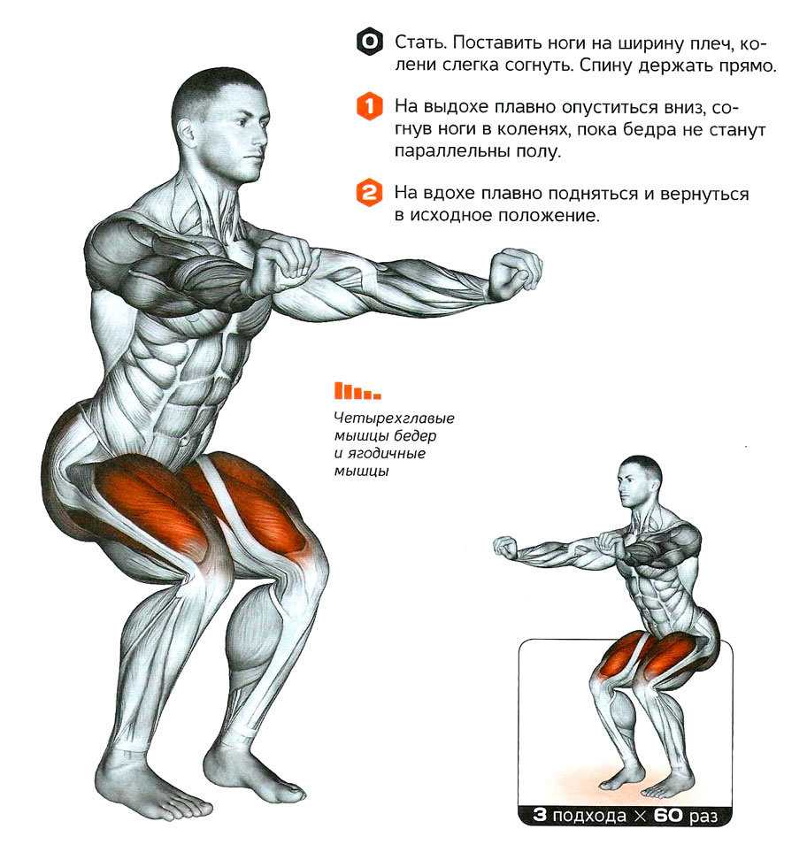 Приседания со штангой: какие мышцы работают, техника выполнения, как подобрать вес