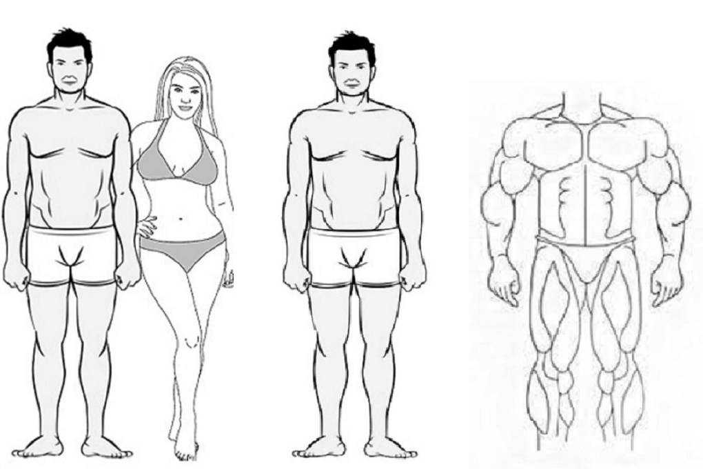 Тренировки и питание по типу телосложения — эктоморф, мезоморф, эндоморф