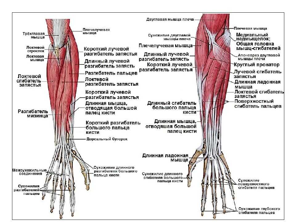 Анатомия костей предплечья