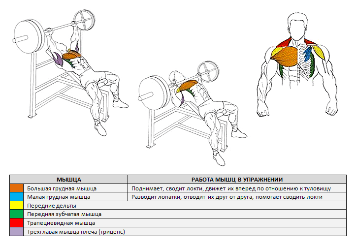 Упражнения на грудь. тренажеры для тренировки мышц груди