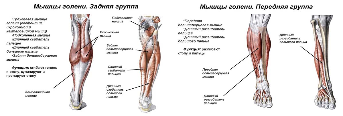 Задняя мышцы голени и бедра