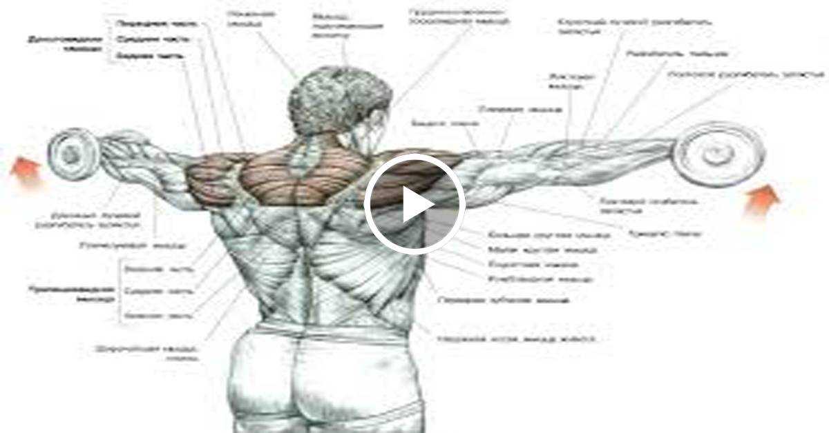 Как растут мышцы и как тренироваться, чтобы они росли?