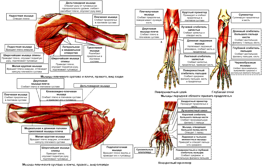 Заболевания мышц рук