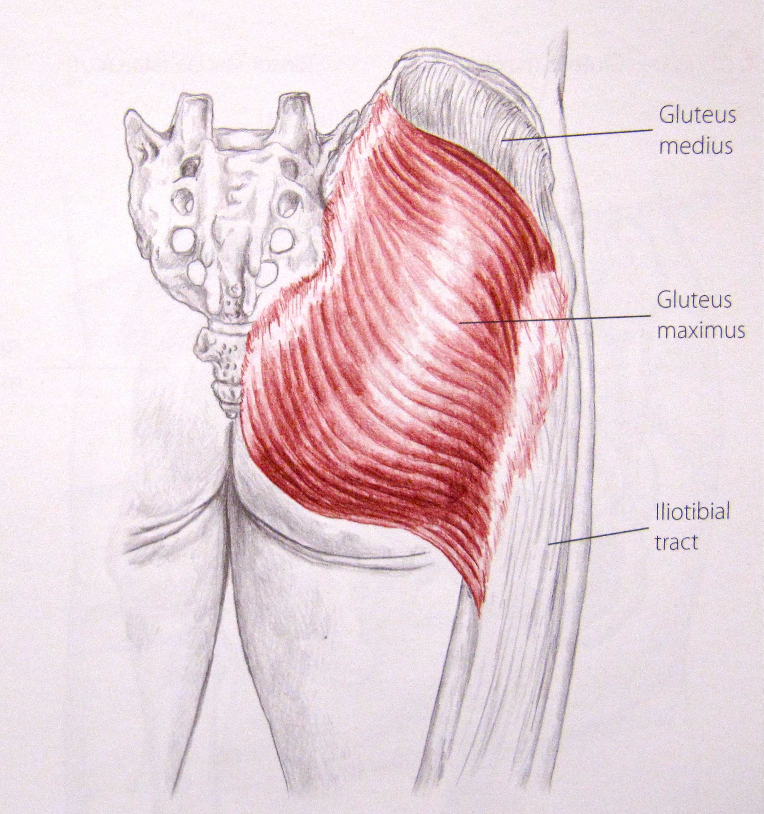 Лечебная физкультура (лфк) при синдроме грушевидной мышцы