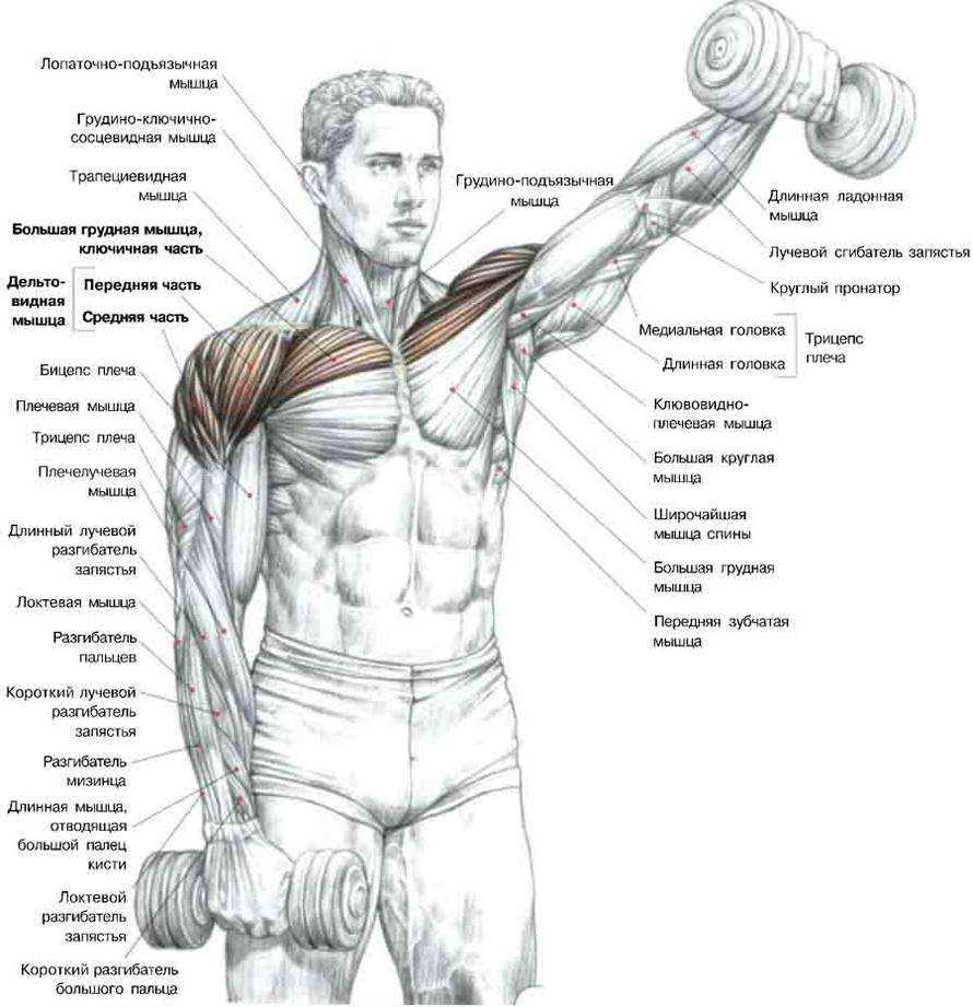 Клювовидно-плечевая мышца