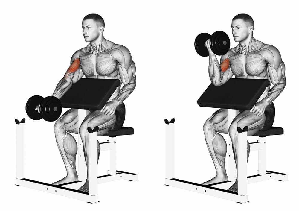 Техника сгибания рук на скамье Скотта со штангой и гантелями, анатомия упражнения Преимущества тренировки со скамьей и на тренажере, рекомендации для любого уровня физической подготовки