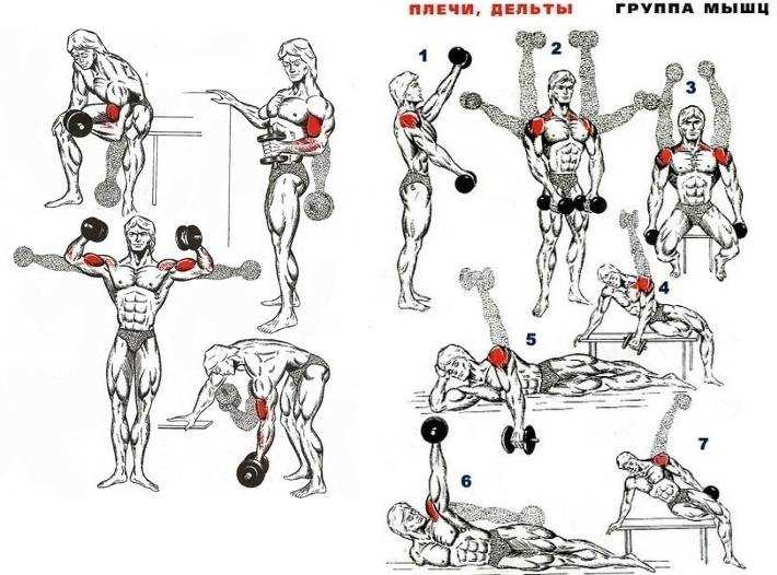 Упражнения на плечи » упражнения в картинках » культура тела