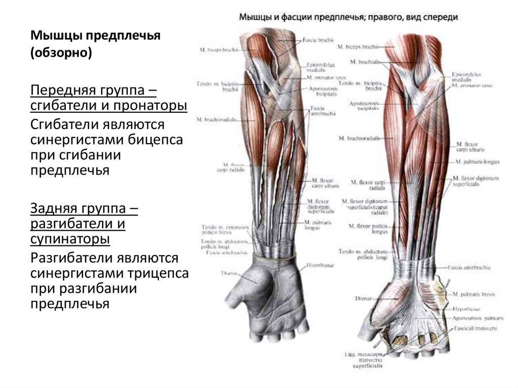 Строение предплечья руки человека: задняя и передняя группа, фото анатомии Группы мышц предплечья: разгибатели и сгибатели кисти