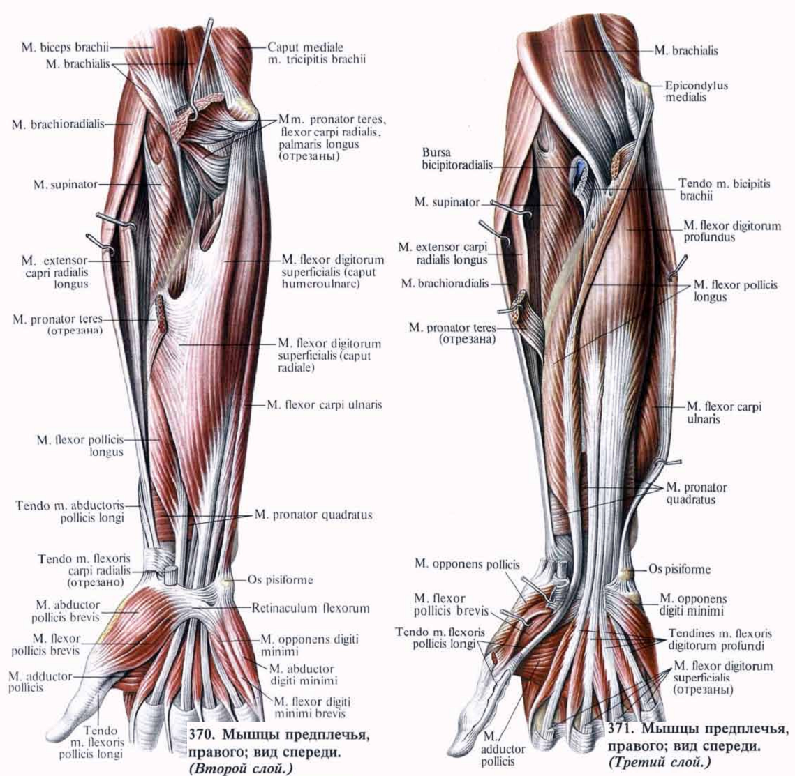 Мышцы предплечья (передняя группа) человека | анатомия мышц предплечья, строение, функции, картинки на eurolab