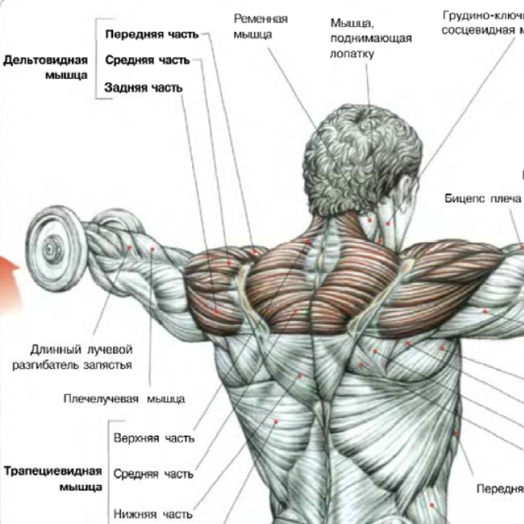 Мышцы плечевого пояса. нормальная анатомия человека: конспект лекций
