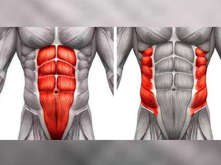 Особенности анатомиии мышц живота, строение и функции каждой мышцы пресса Лучшие упражнения для тренировки мышц пресса