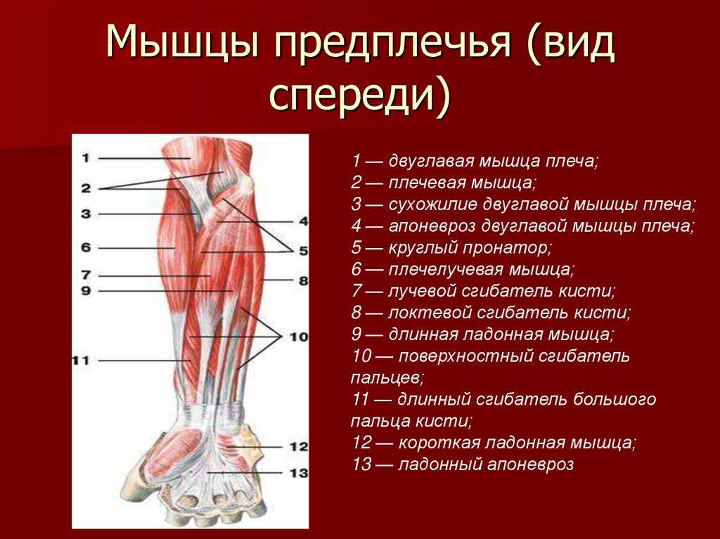 Мышцы предплечья человека | анатомия мышц предплечья, строение, функции, картинки на eurolab