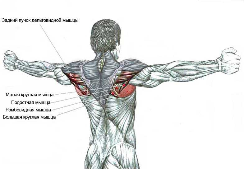 Дельтовидная мышца плеча: где находится, анатомия и функции дельт
