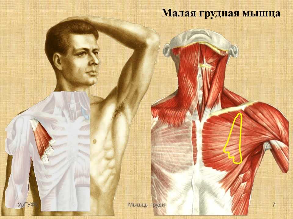 Малая грудная мышца m pectoralis Minor