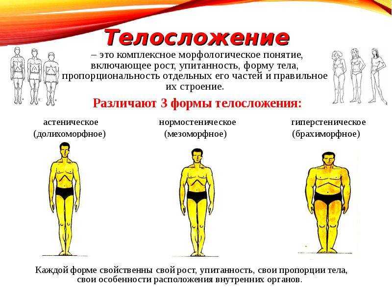 Типы телосложения, как определить свой и скорректировать программу тренировок